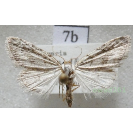 Nola cicatricalis (Treitschke, 1835) Slovakia7b
